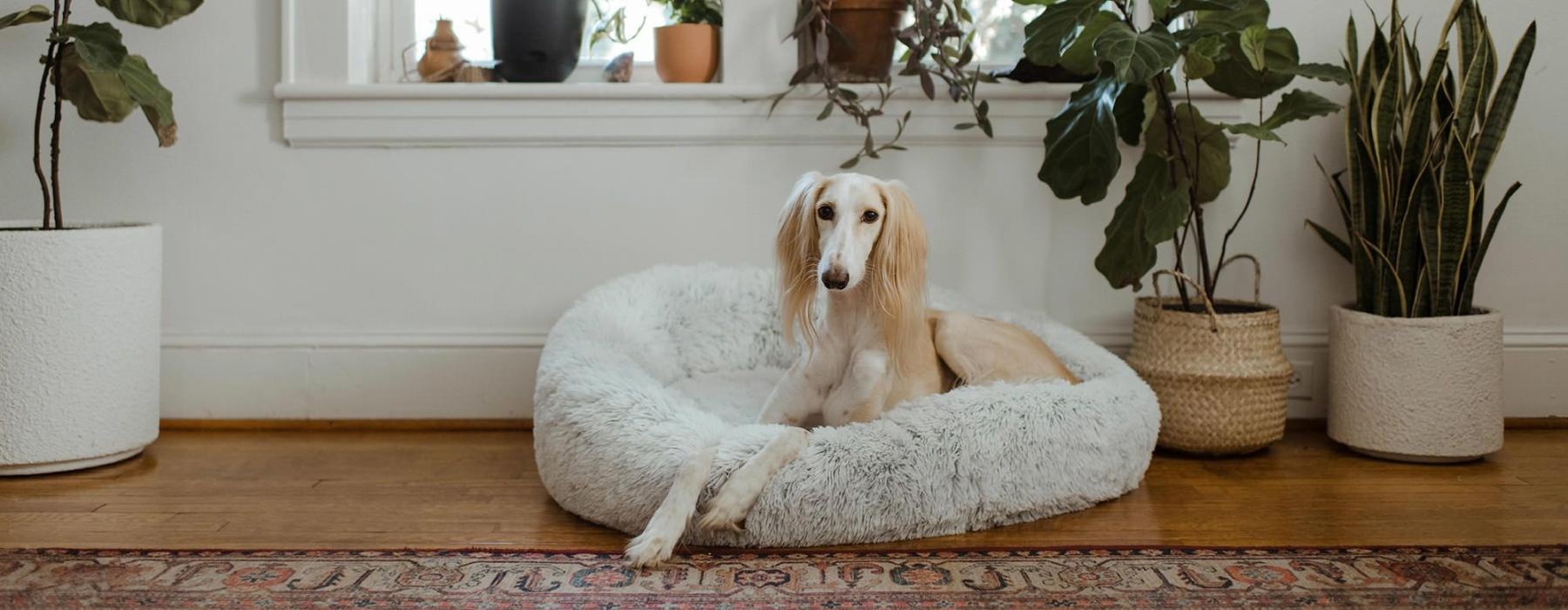 large dog sits in its bed under a windowsill full of potted plants